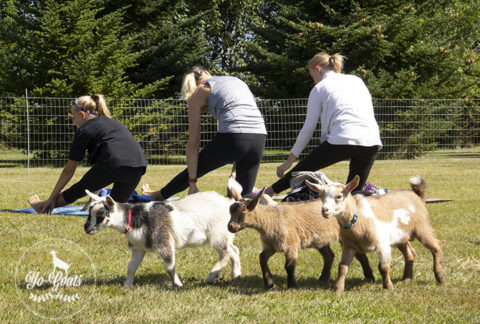 Goats watch people doing yoga